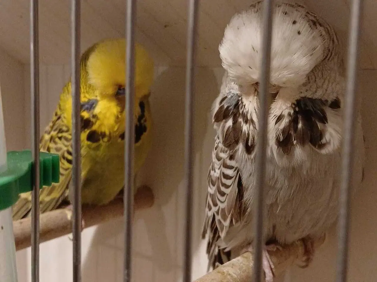 Billede 5 - 1 par Engelske undulater 