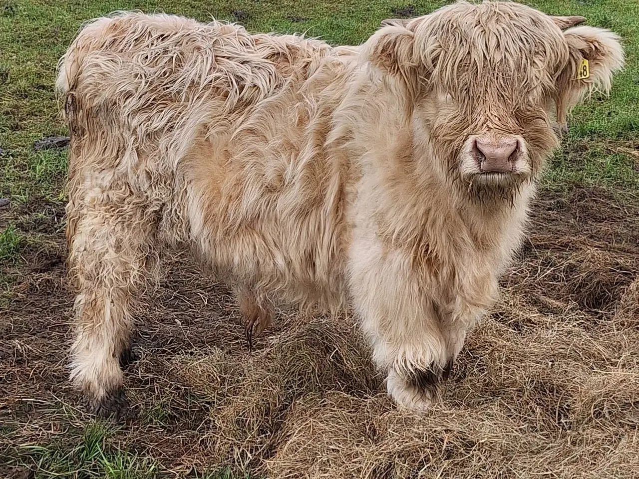 Billede 1 - Skotsk højlandskvæg tyrkalv