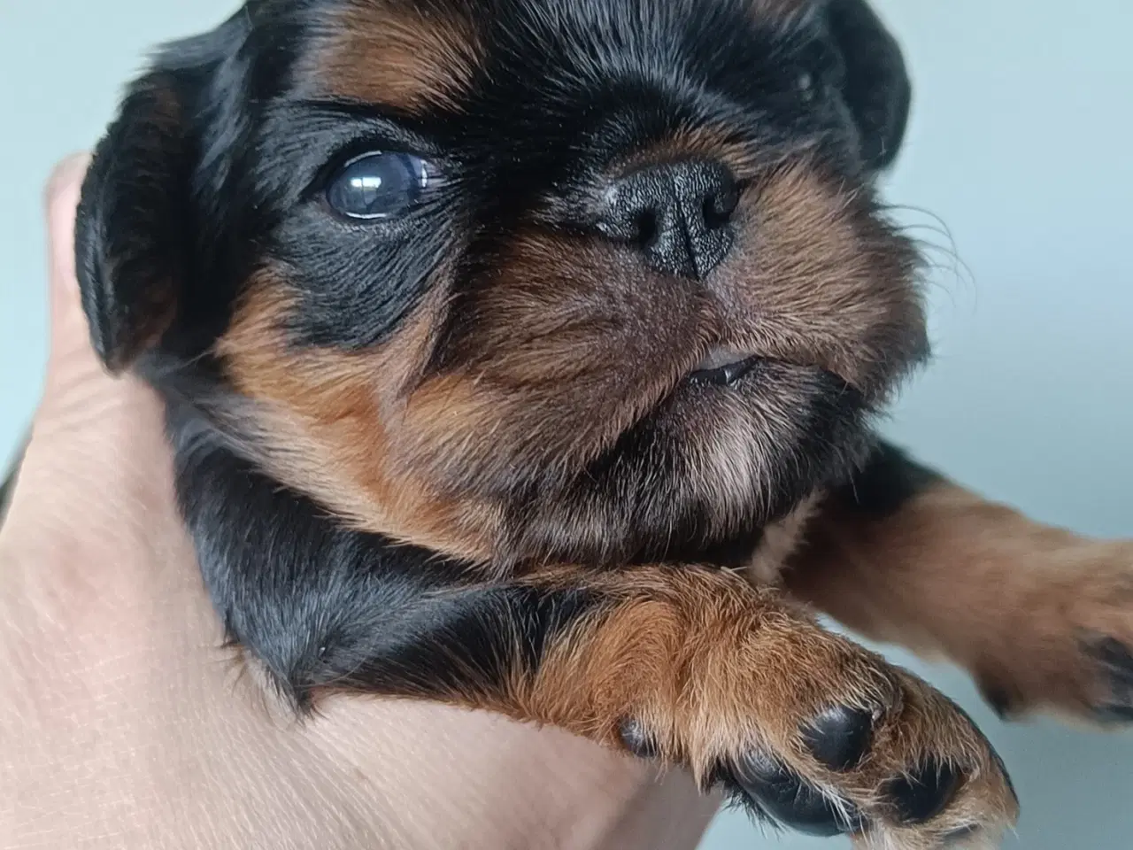 Billede 1 - King Charles Spaniel 