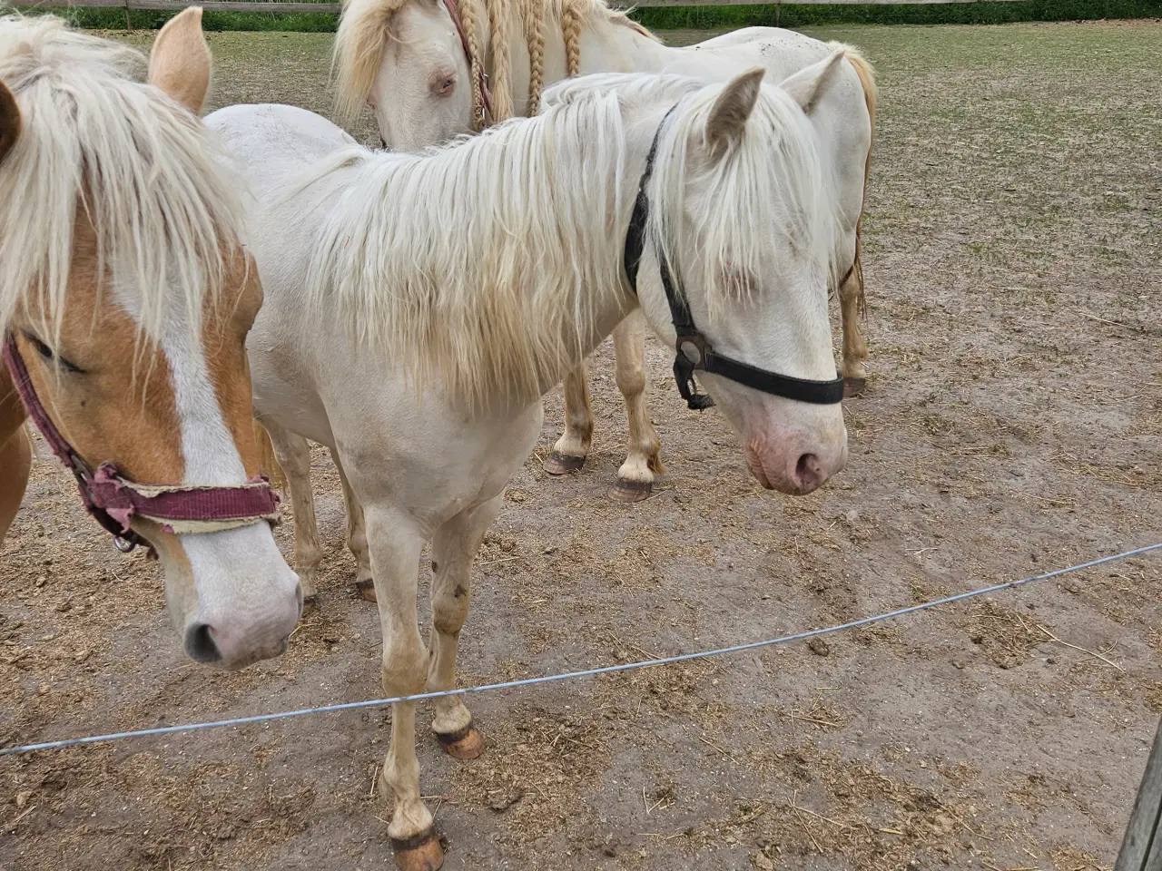 Billede 1 - Cremello hingst 1 år