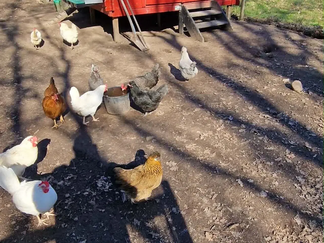 Billede 2 - Reserveret - hønseflok med 17 høner og 2 haner