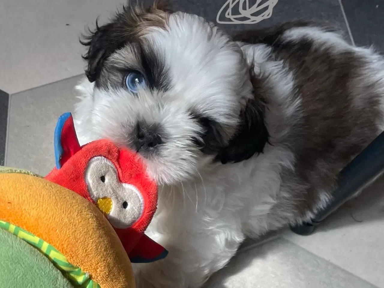 Billede 6 - 4 små Shih Tzu hvalpe mangler nye hjem🐶