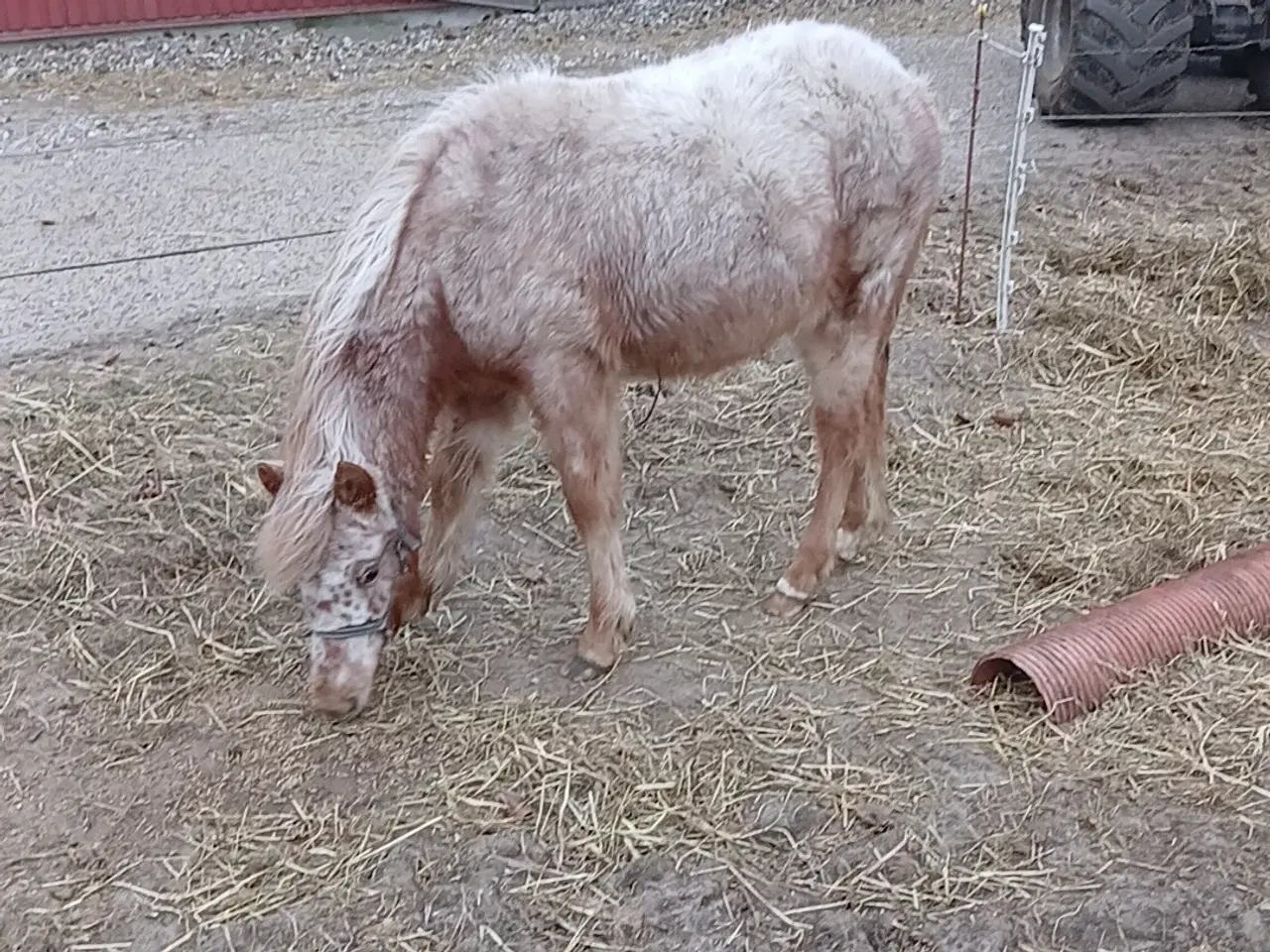 Billede 8 - Ponyer søger nyt hjem.
