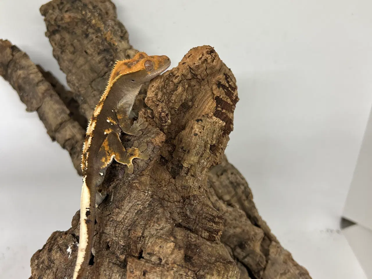 Billede 1 - Kronegekko ung han 