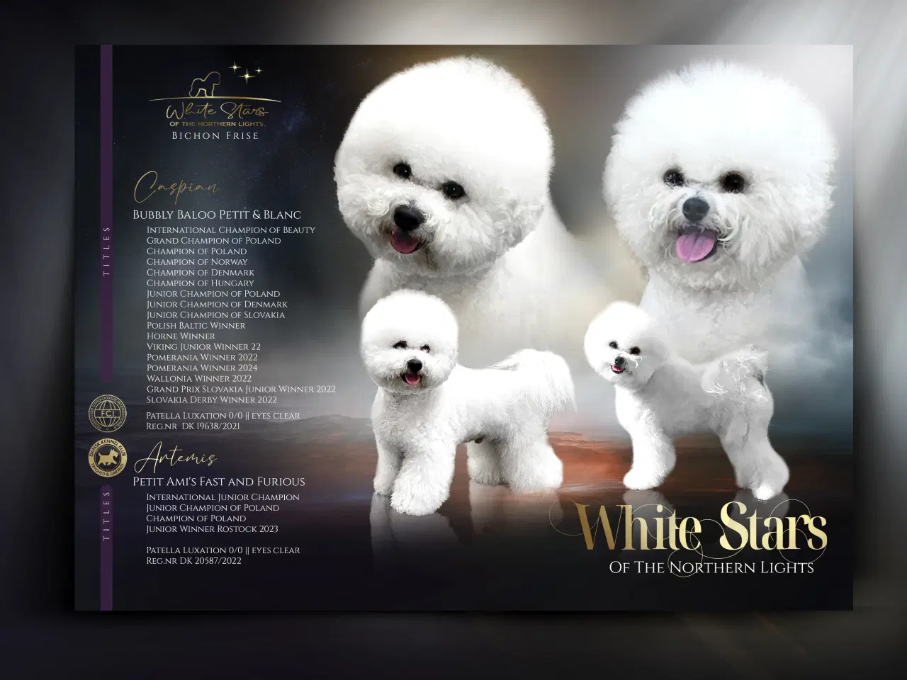 Billede 8 - Bichon Frise allergivenlige hvalpe 