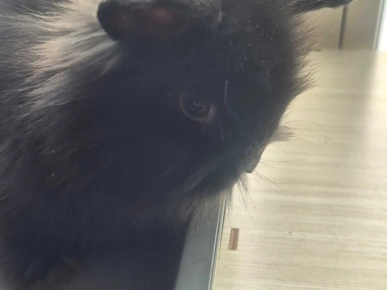 Billede 7 - 5 søde kaninunger til salg 