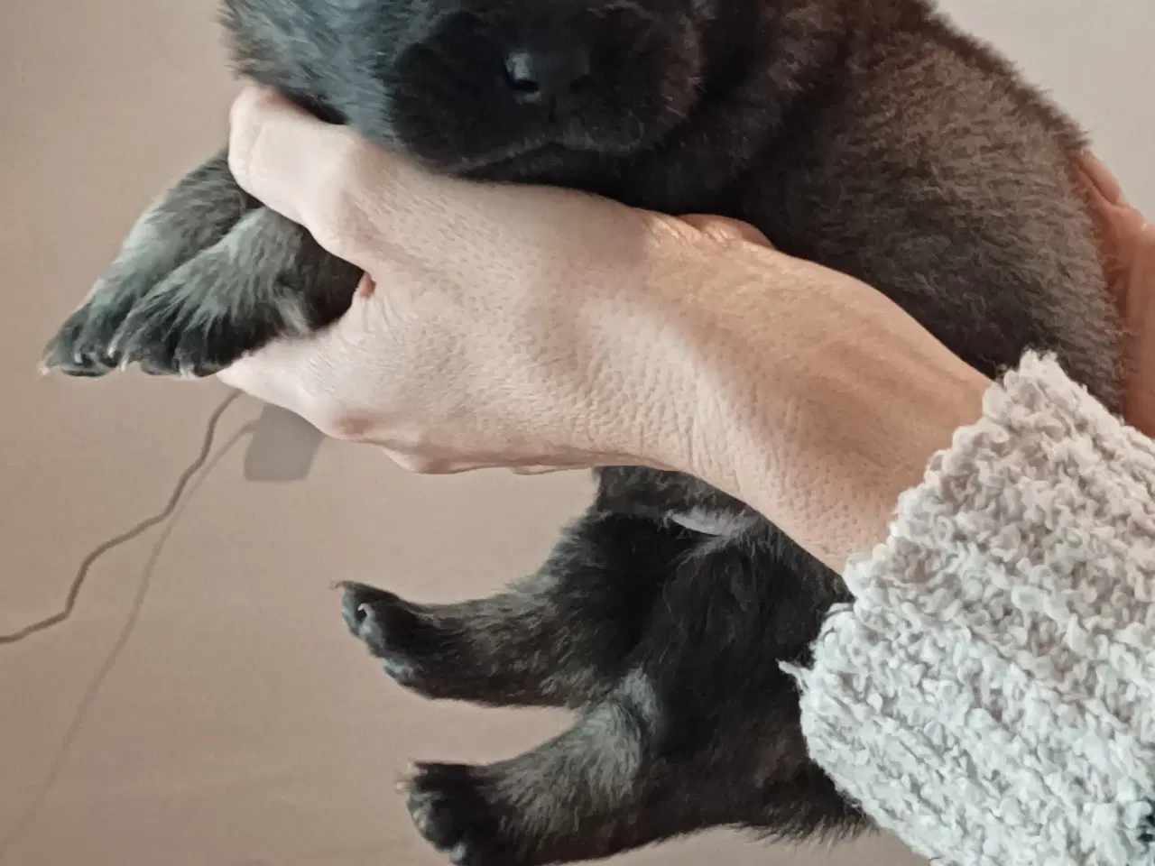 Billede 9 - Eurasier hvalpe 