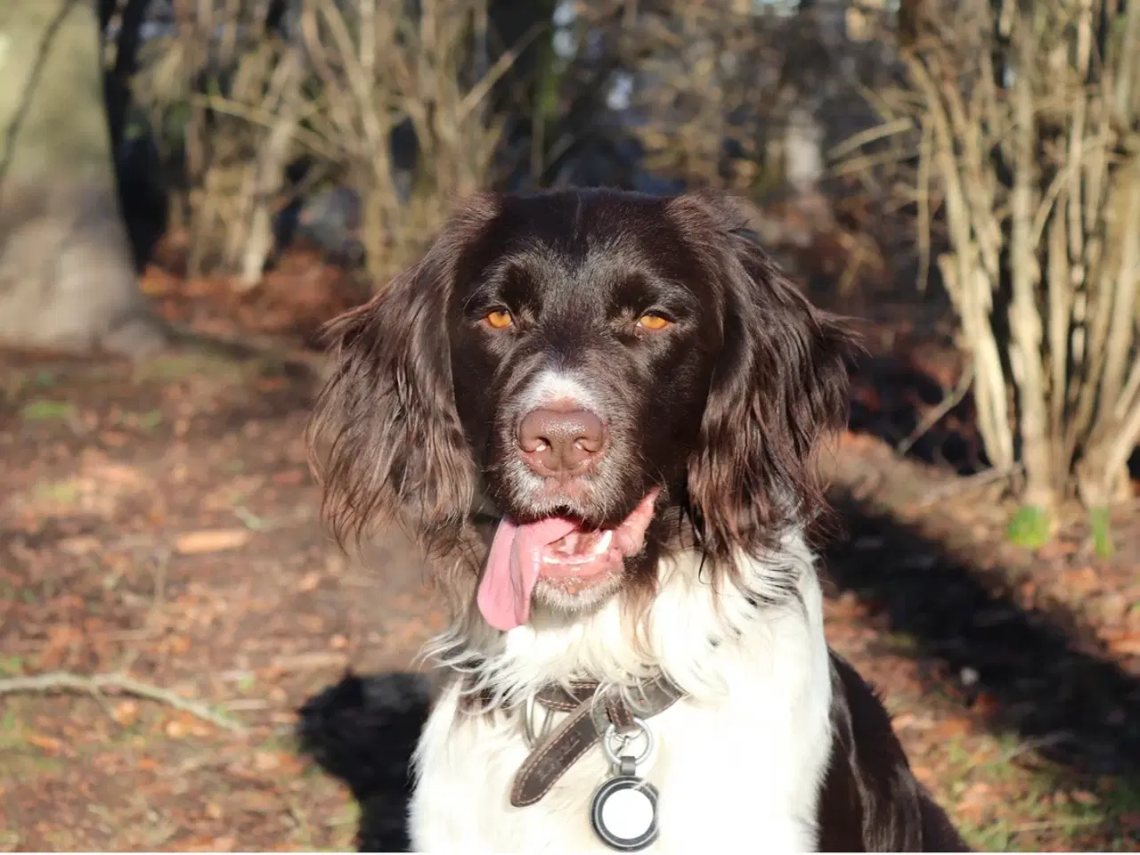 Billede 2 - Salg af Konrad - En fantastisk familiehund og jagt