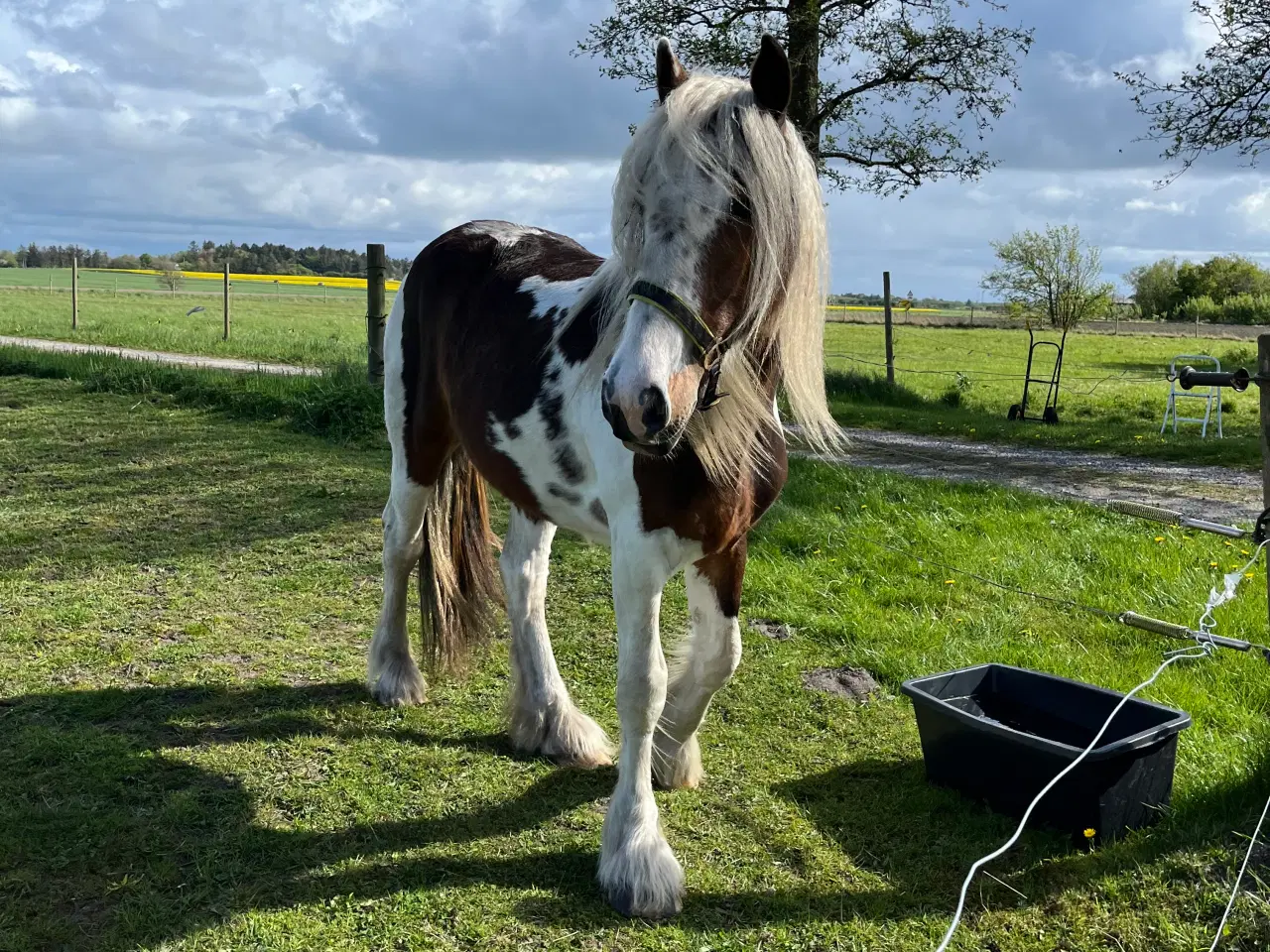 Billede 2 - Stor tinker/Irish cob hoppe 2 år
