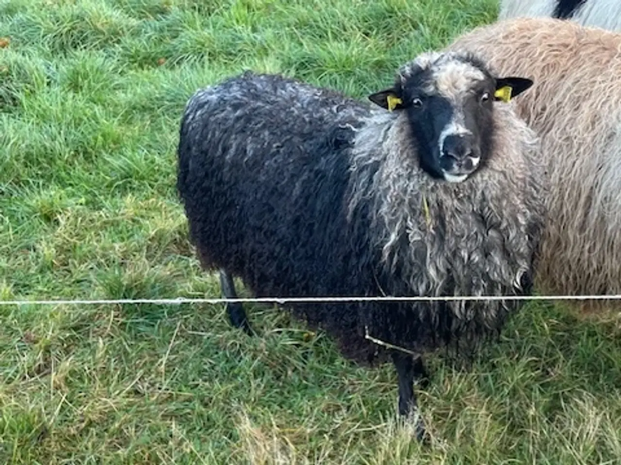 Billede 1 - spælsau vædder