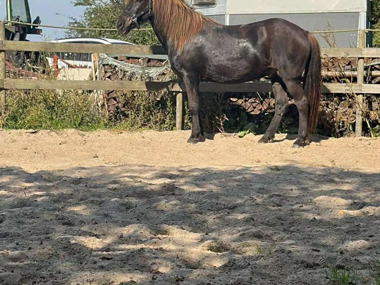 Billede 1 - projekt/chance hest sælges