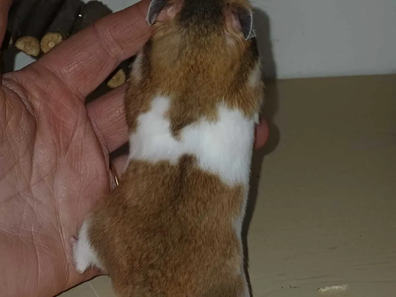 Billede 6 - Guldhamster unger