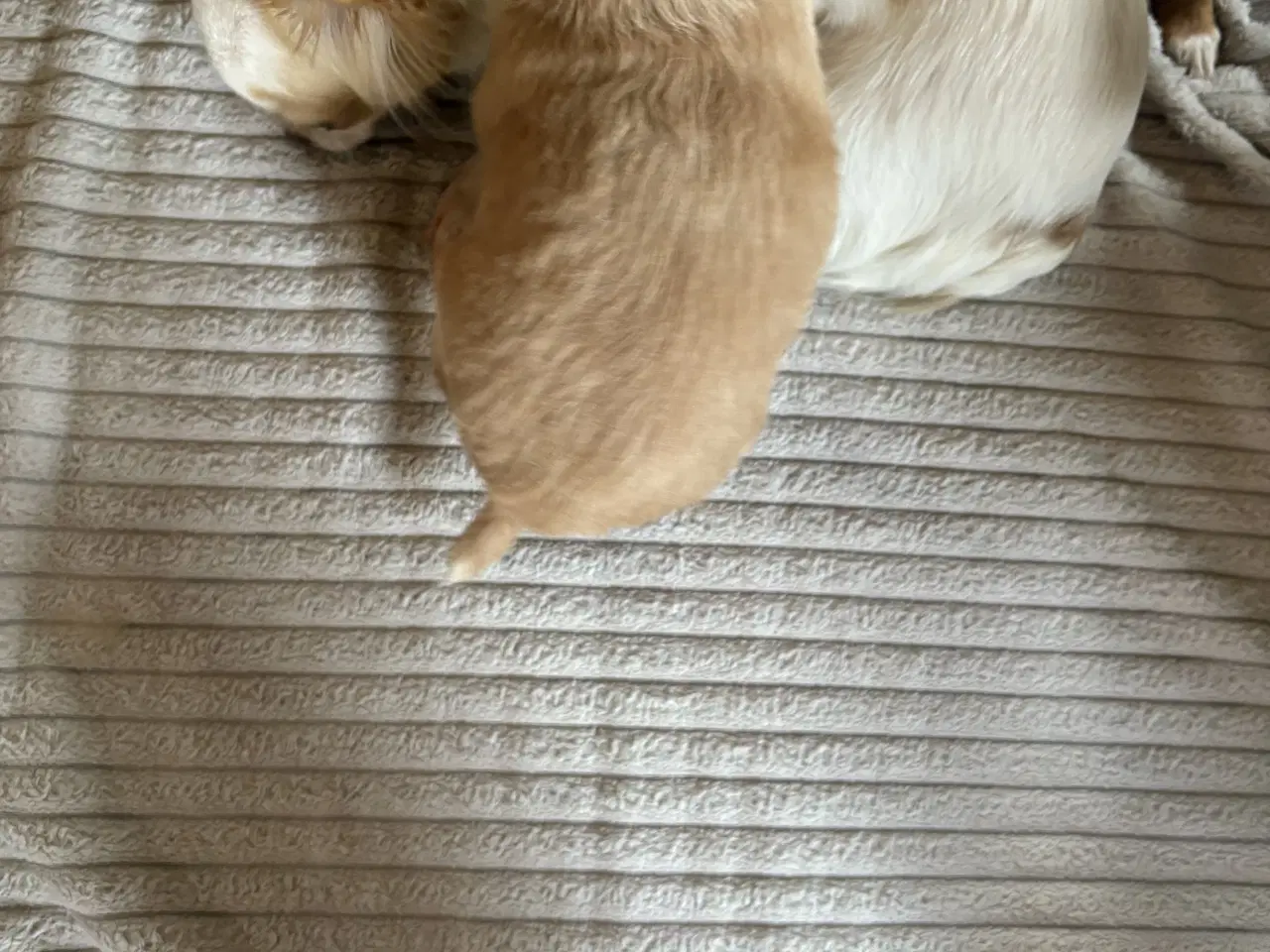 Billede 12 - hunde valpe