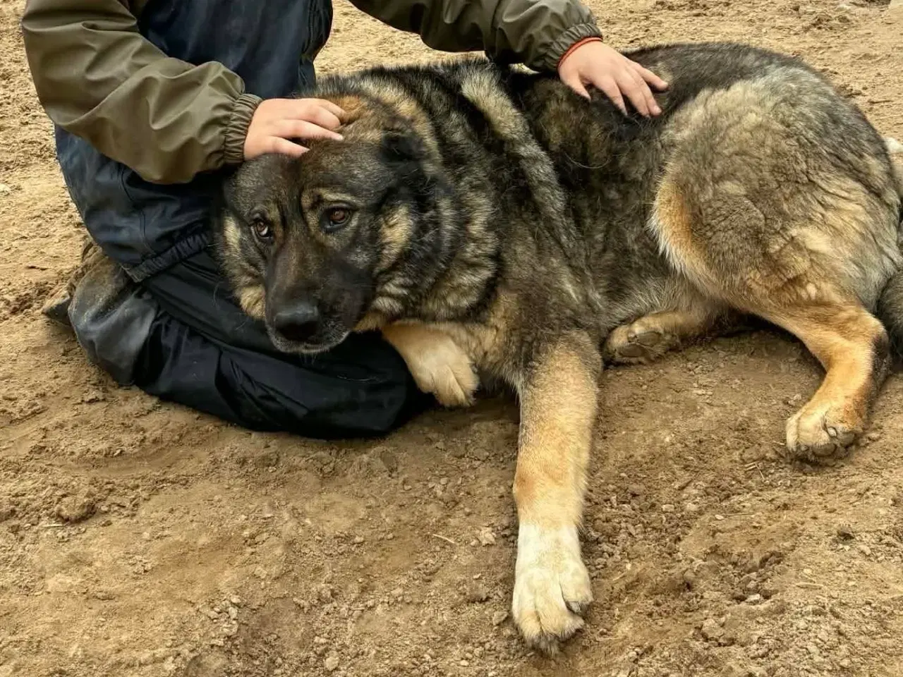 Billede 18 - Skøn bamse søger familie! 🤎