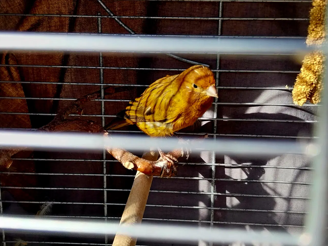 Billede 4 - fuglebur med tilbehør og 2 fugle