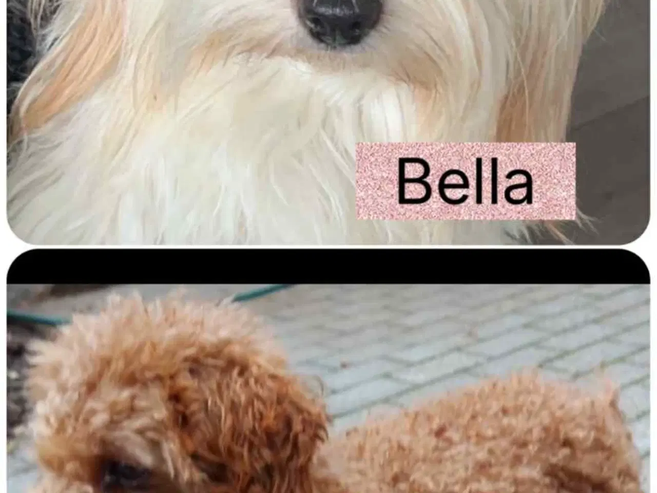 Billede 1 - Maltipoo hvalpe