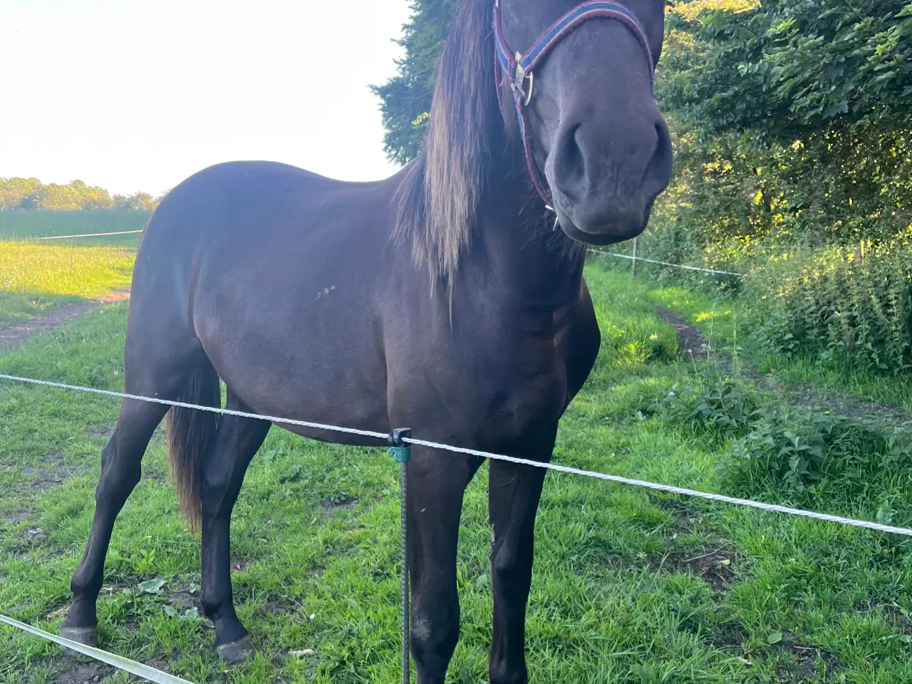 Billede 3 - Oldenborg blanding