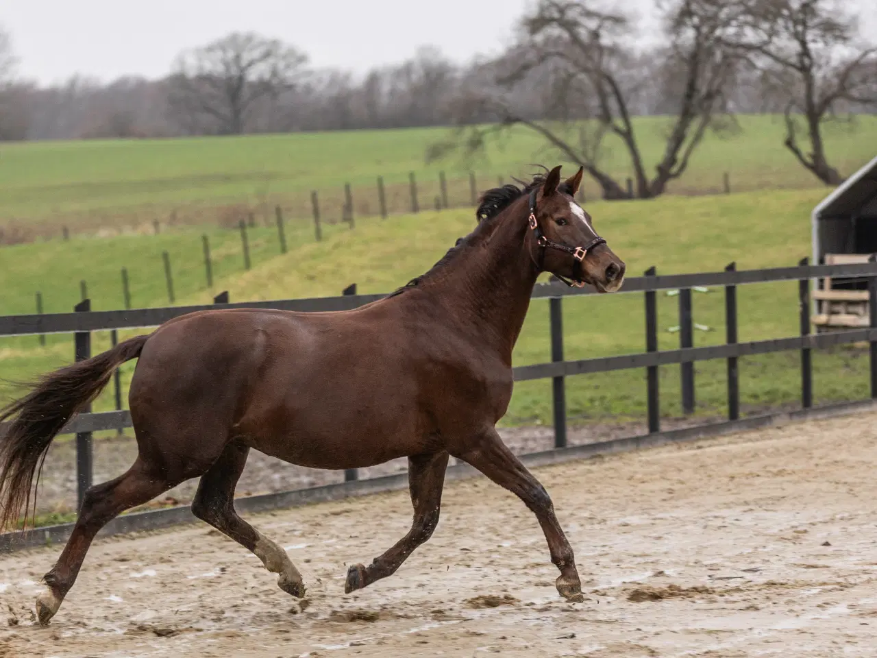 Billede 1 - Min elskede hoppe søger nyt hjem.