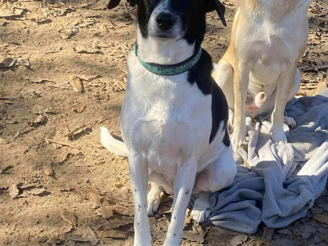 Billede 2 - Wilma til adoption! 🩷