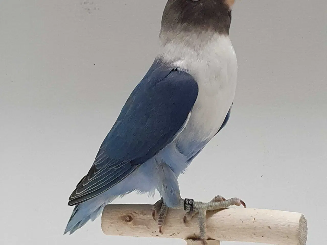 Billede 6 - Meget flot Sorthovedet dværgpapegøje