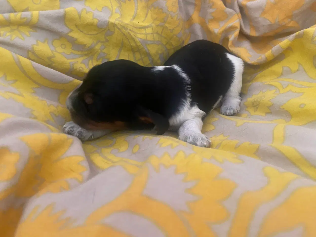 Billede 10 - Eng Cocker spaniels