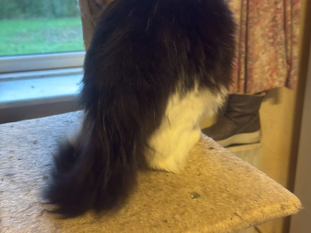 Billede 11 - Kattekilling 