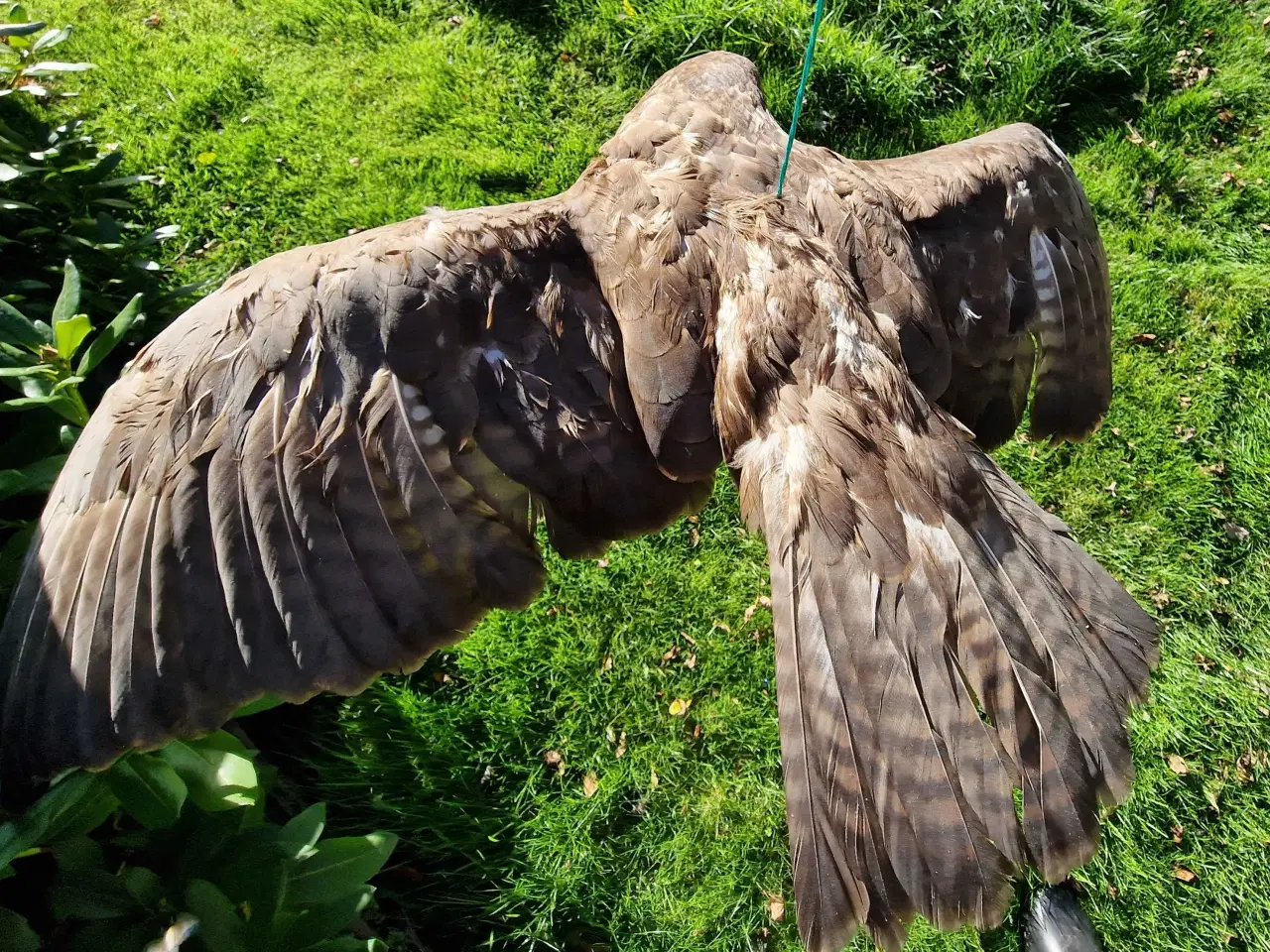 Billede 3 - Flyvende musvåge, flot fjerdragt, udstop sælges