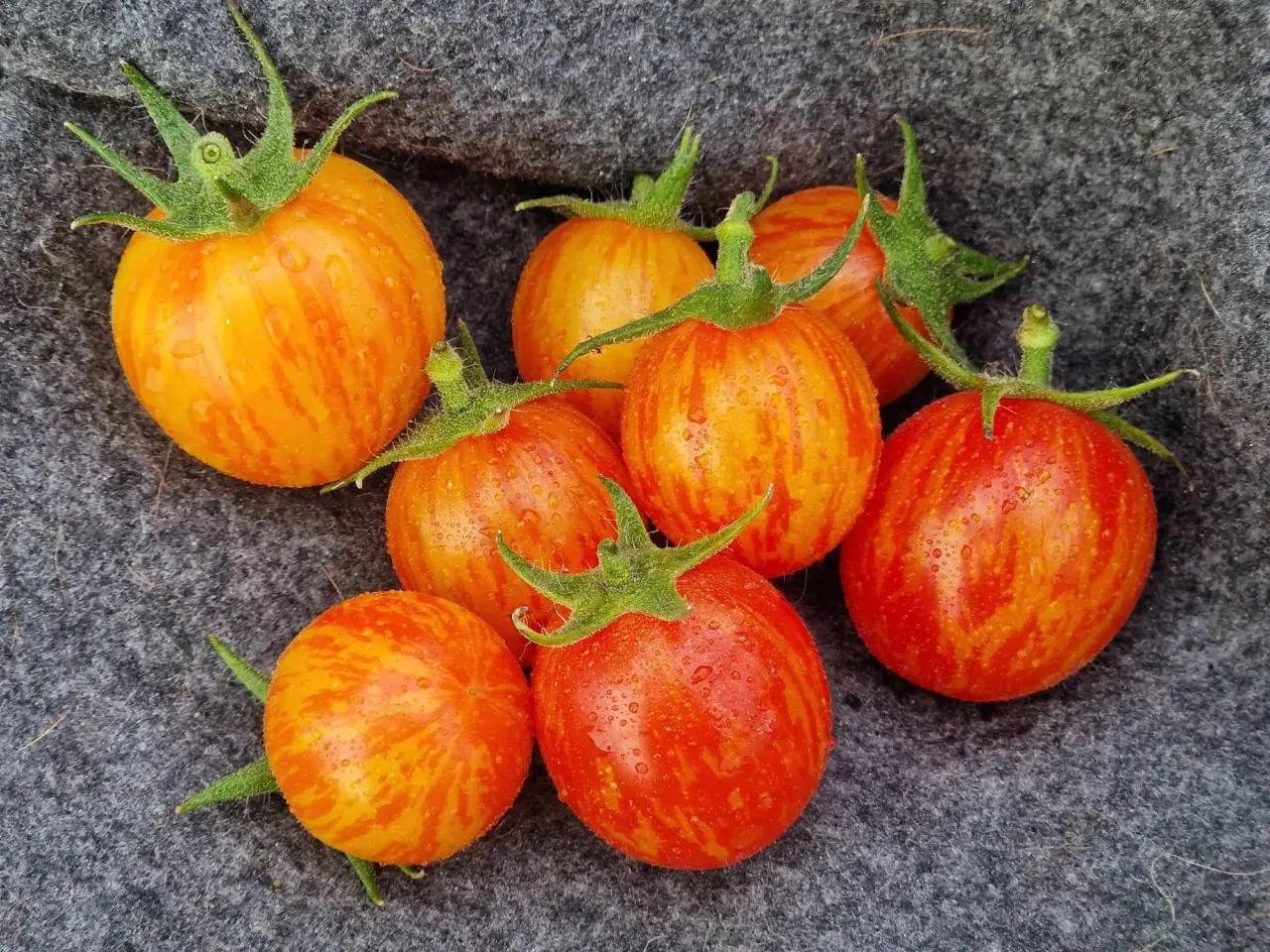 Billede 20 - TOMATFRØ - 300 sorter!!