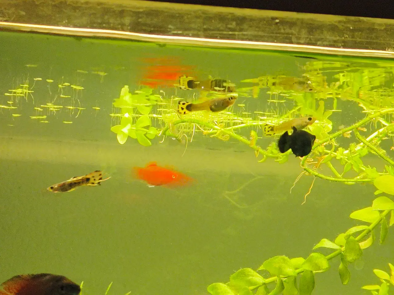 Billede 8 - Gubby, rejer, Helena snegle