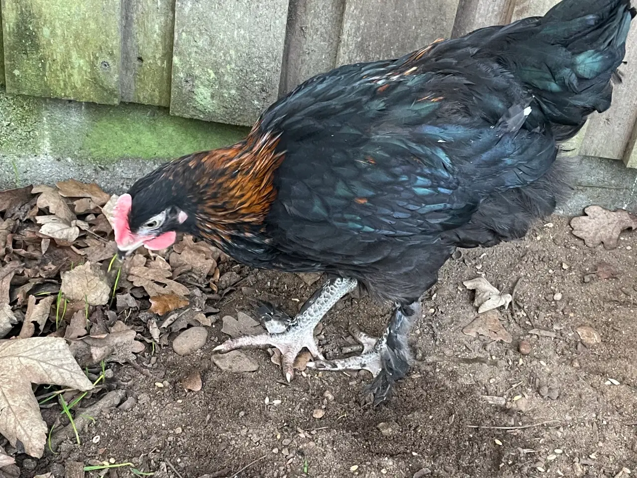 Billede 2 - Sort kopper Maran kyllinger 