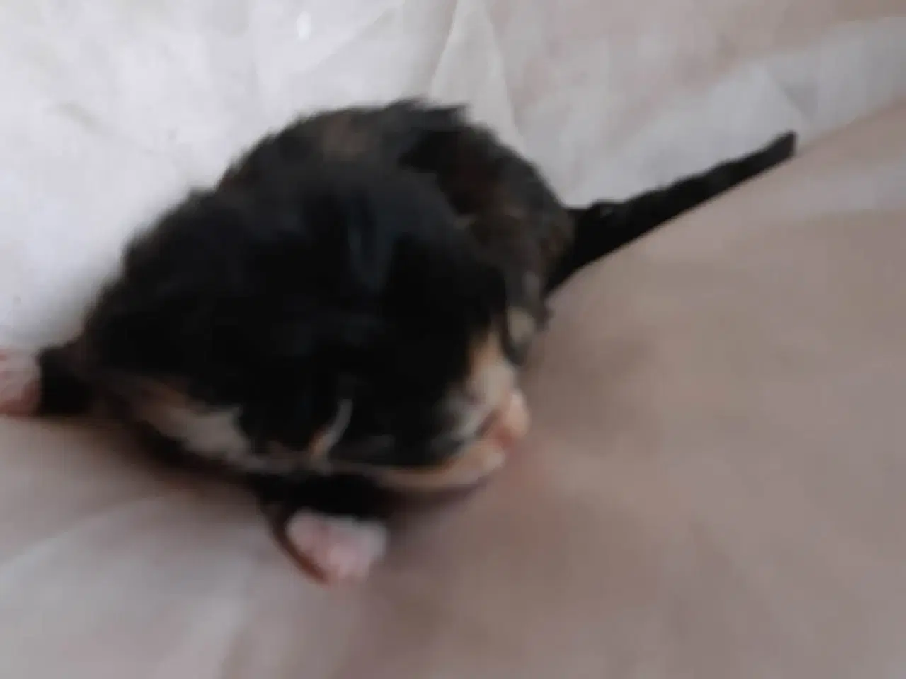 Billede 6 - Maine Coon killinger, klar 17 juni