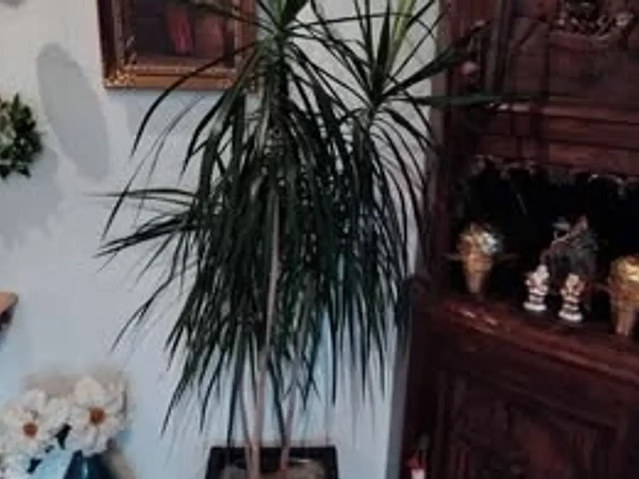 Billede 1 - Trestammet Drageblodstræ/Dracena Margirata