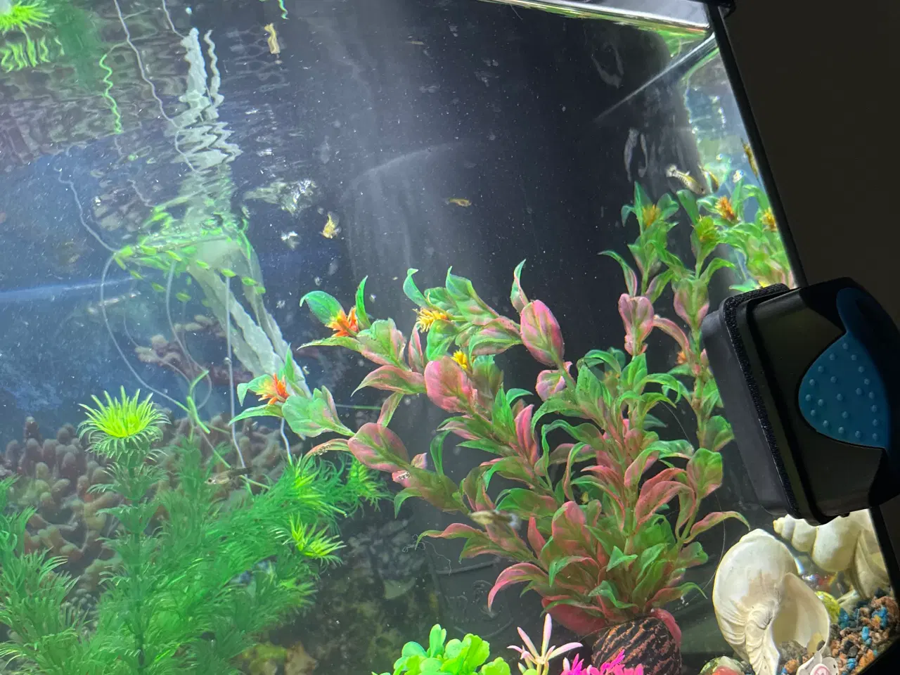 Billede 6 - Akvarium med fisk rejer og tilbehør