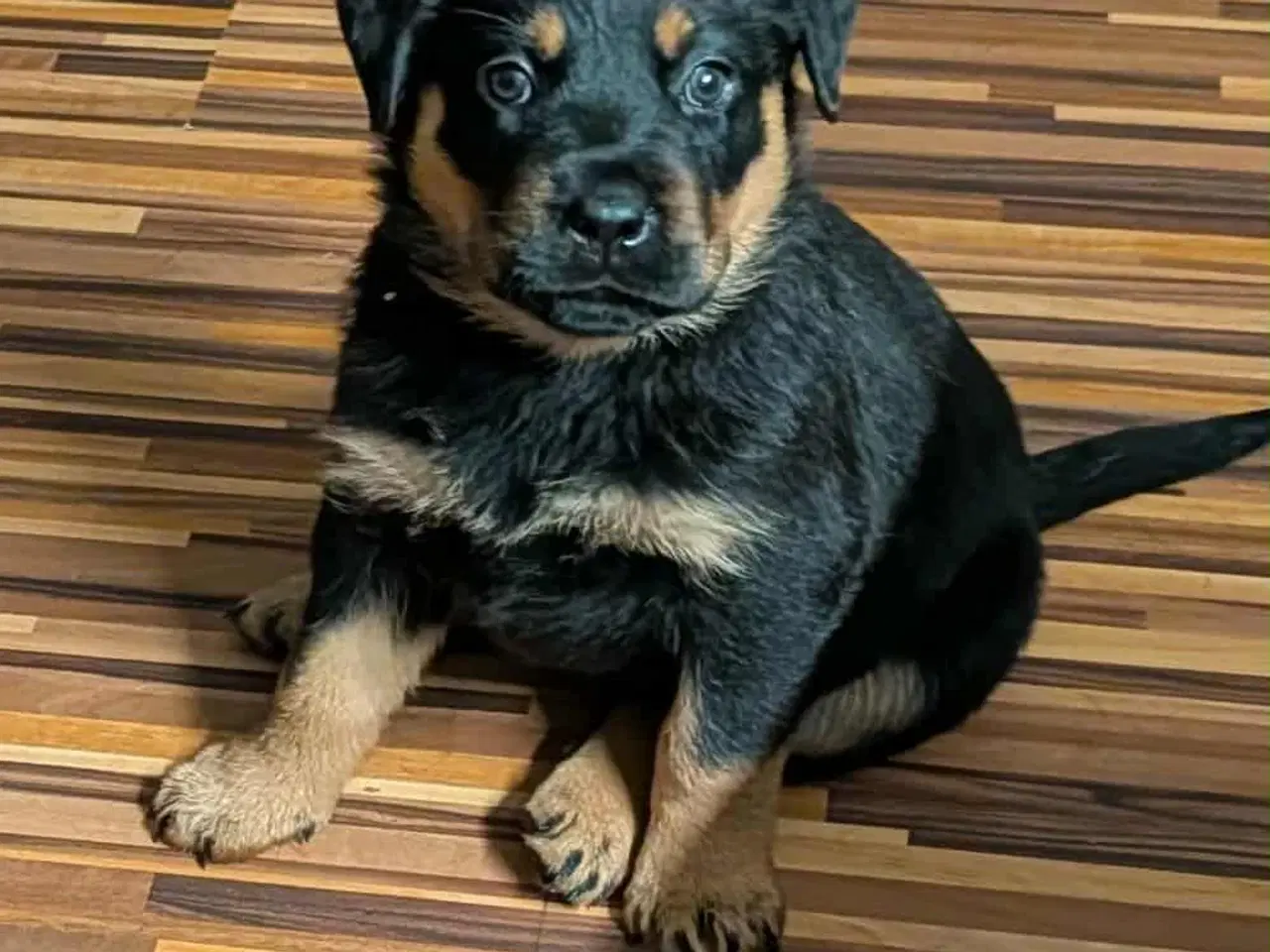 Billede 1 - labweiler