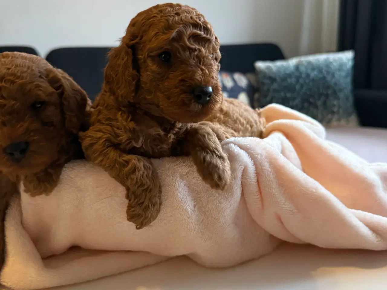 Billede 8 - Toy puddle hvalpe 