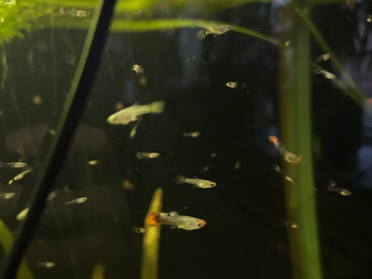Billede 7 - ❤️🐟 Rednose Dumbo Guppy – Smuk Kontrast (unger)