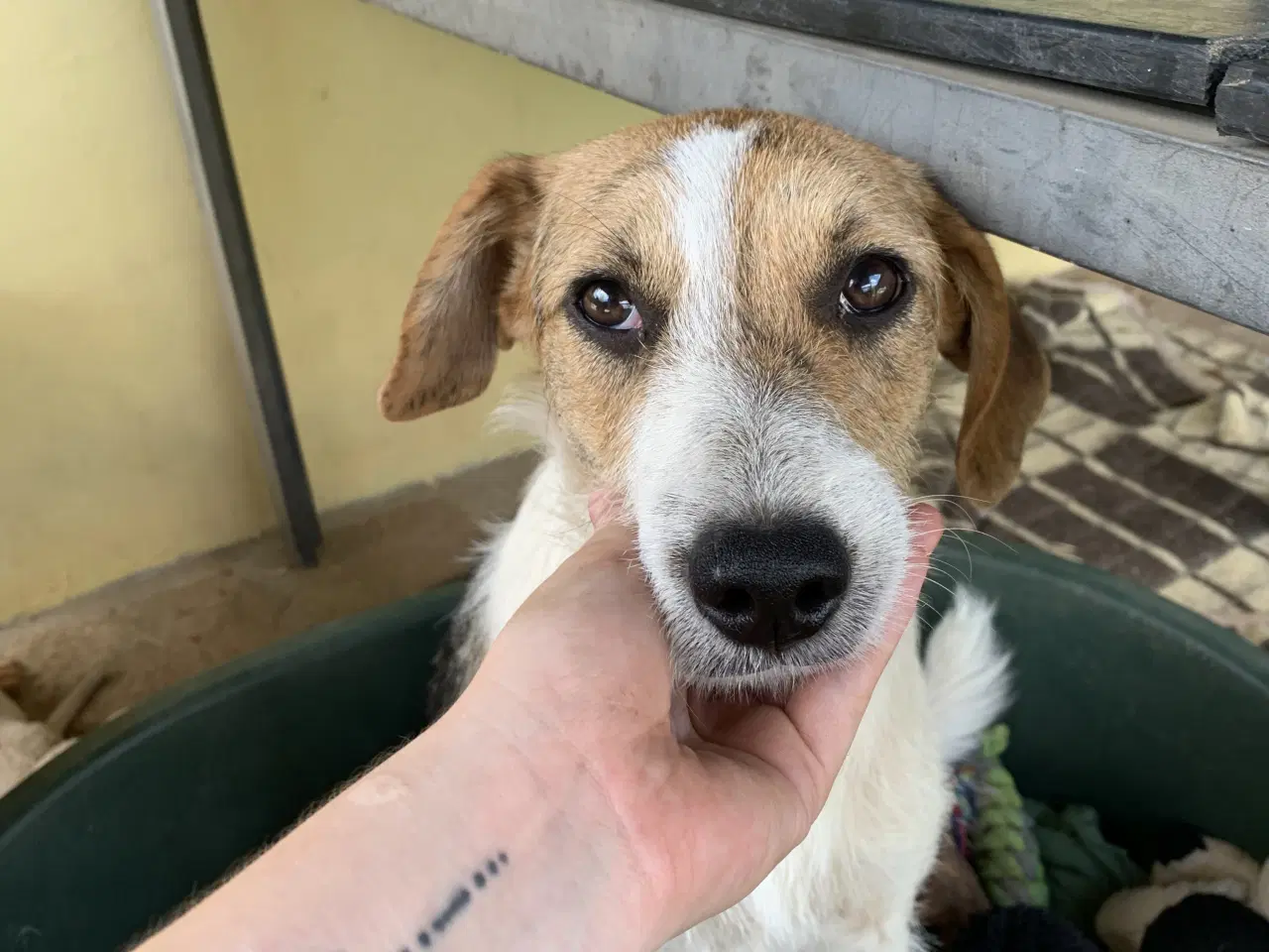 Billede 5 - Vita søger familie! 🩷