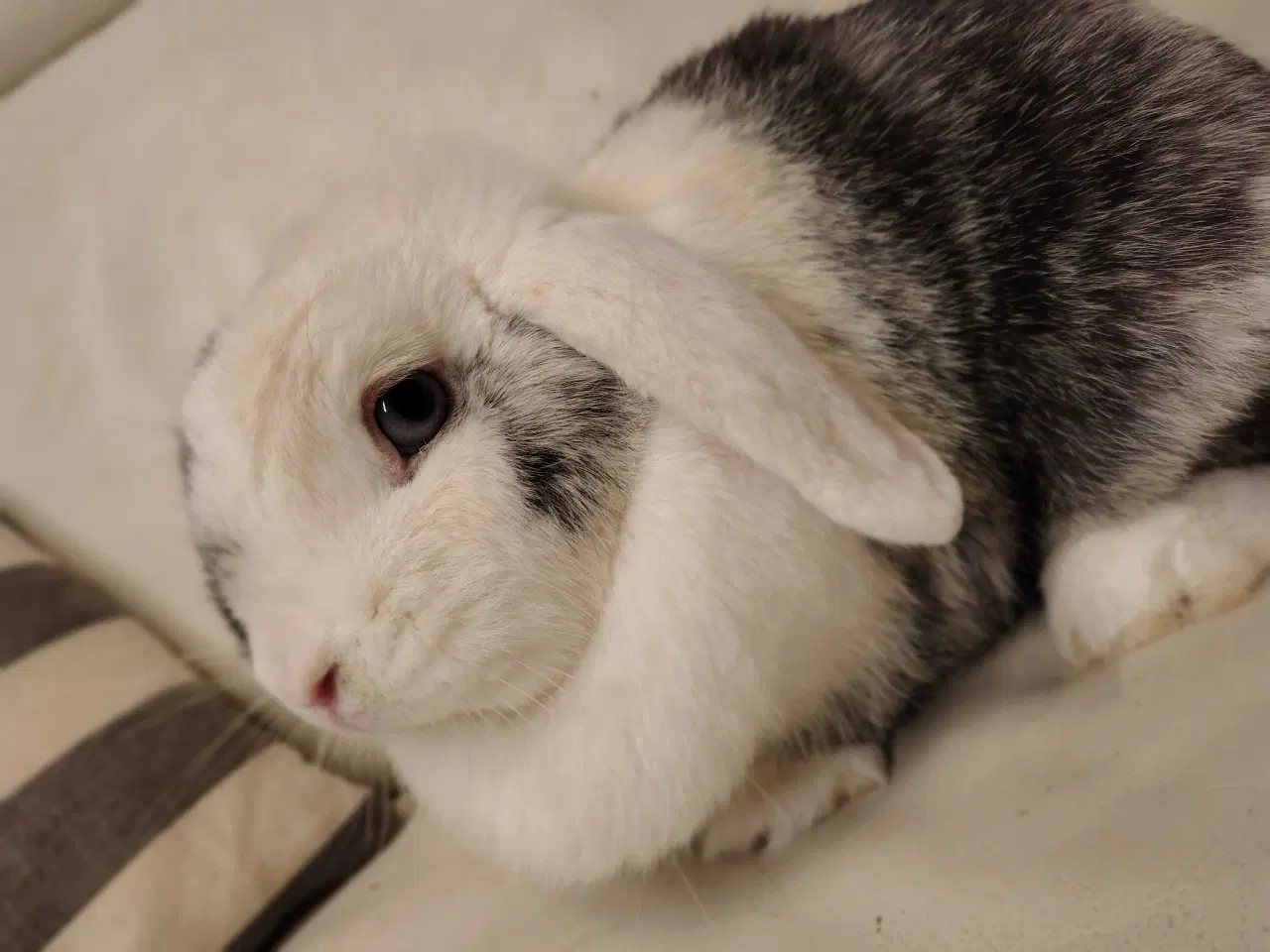 Billede 3 - Dværgvædder m. Tysk Afkomsattest 🌸