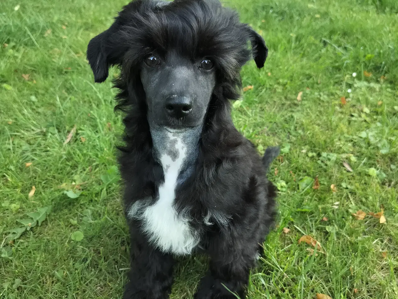 Billede 1 - Chinese crested powder puff dreng med DKK stambog