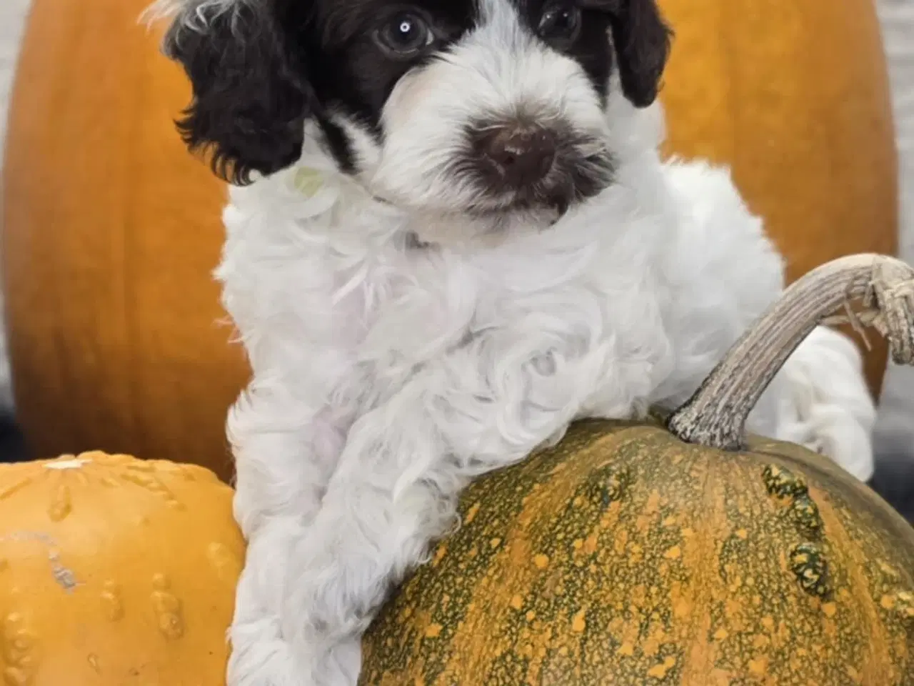 Billede 8 - Havapoo F1B