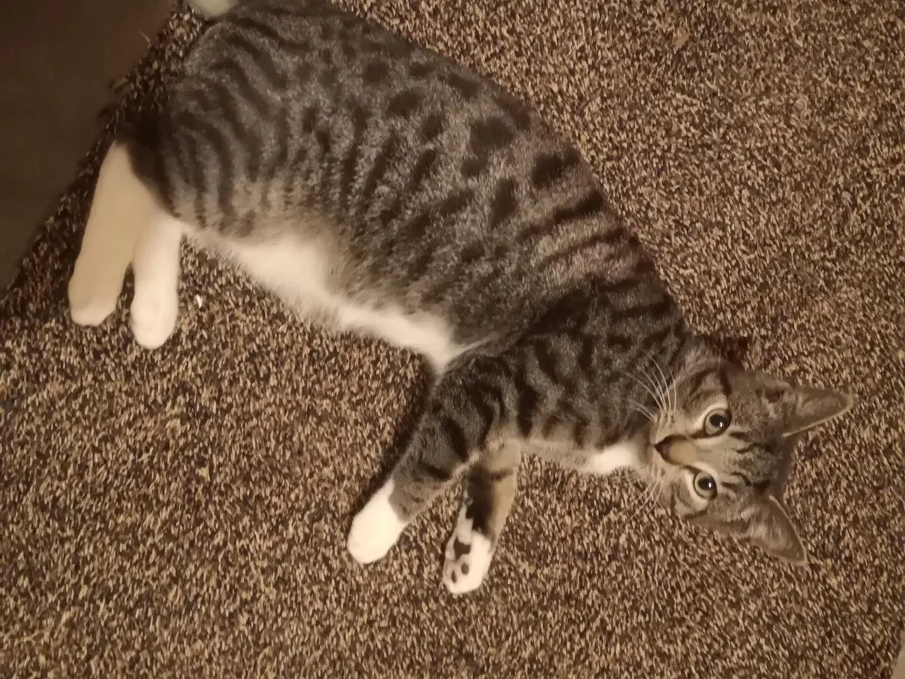Billede 2 - Meget kælen han kattekilling 