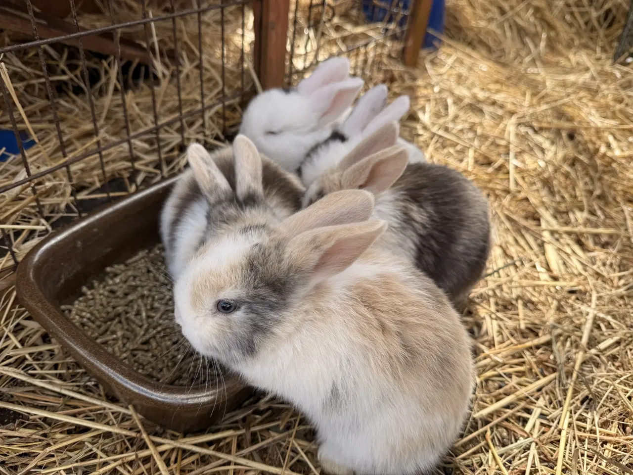 Billede 3 - Mini Lop kaninunger