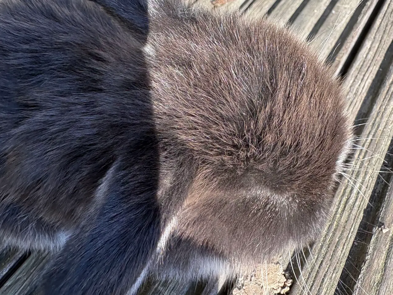 Billede 2 - Minilops dreng