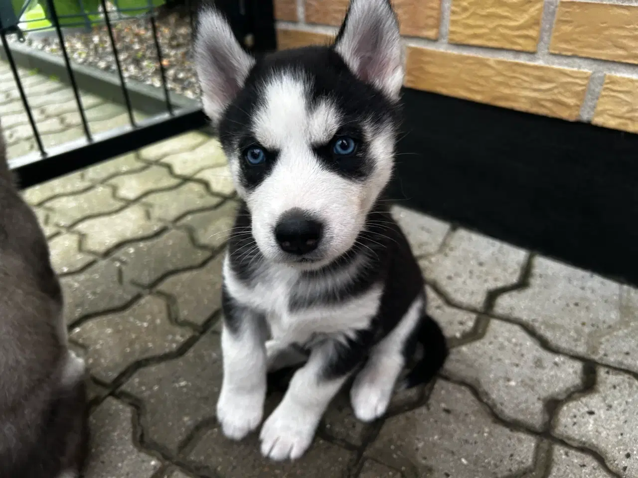 Billede 2 - Søde husky hvalpe søger ny familie