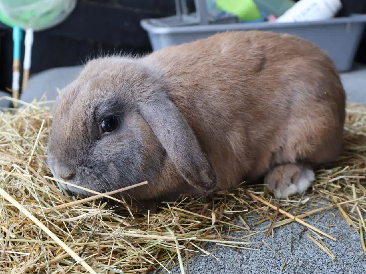 Billede 5 - Kaniner og unger sælges