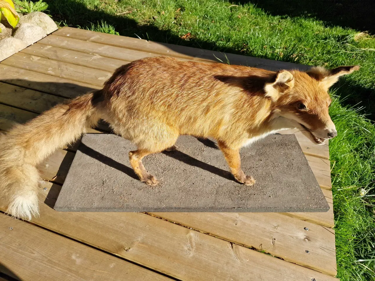 Billede 2 - Udstoppet ræv sælges