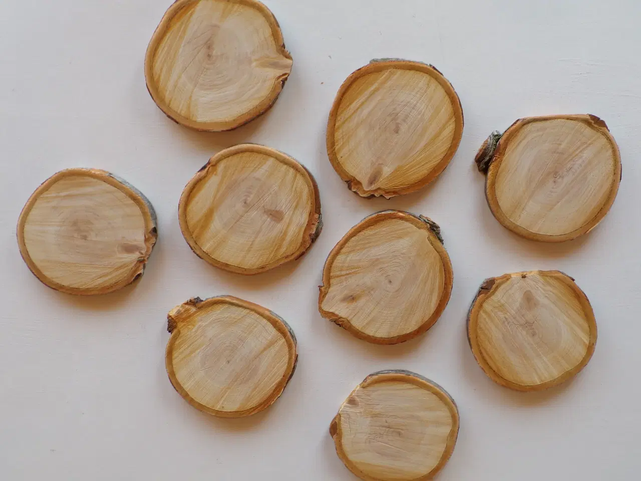 Billede 2 - NYE Træskiver Thuja 12-14 cm 