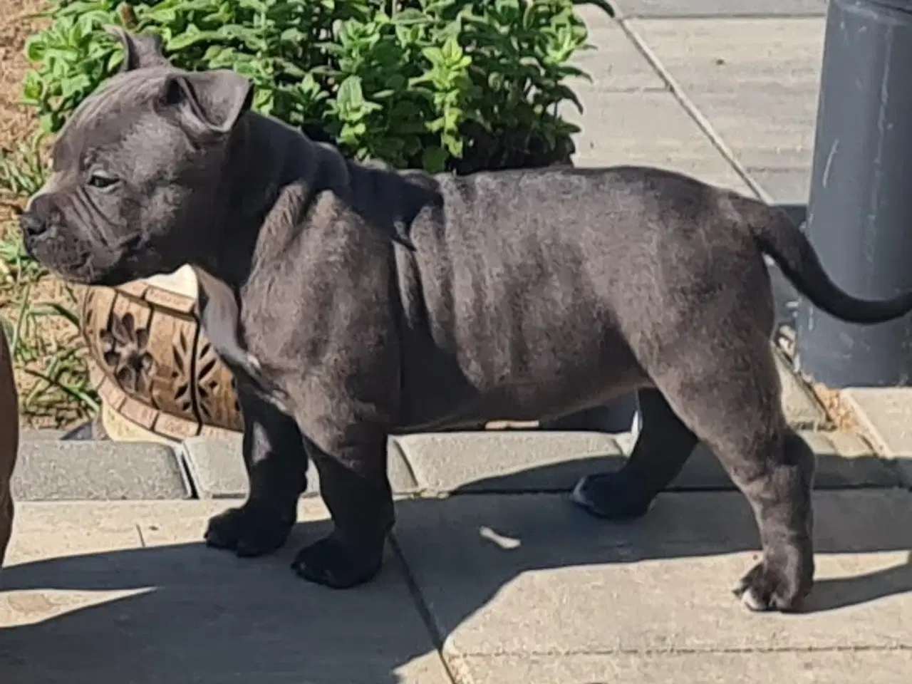 Billede 4 - American Bully pige blå - abkc Pocket