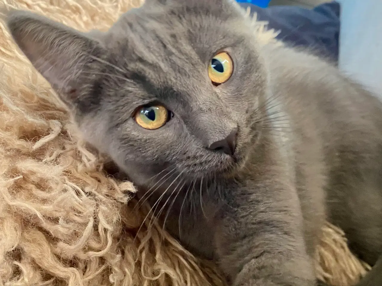 Billede 8 - Maine Coon/Perser/Huskat killinger