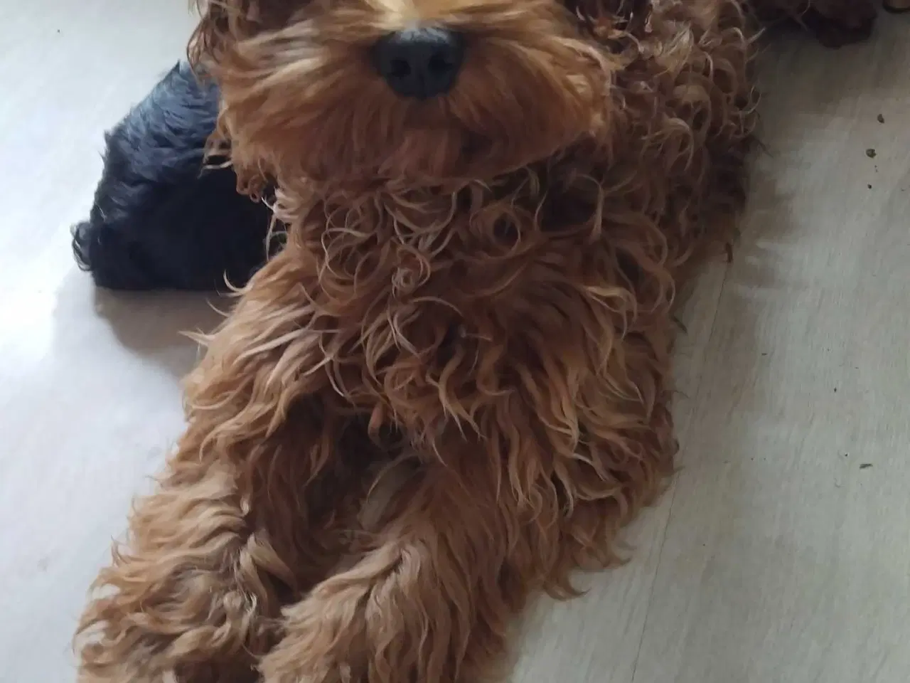 Billede 3 - Sødeste Cockapoo Pige